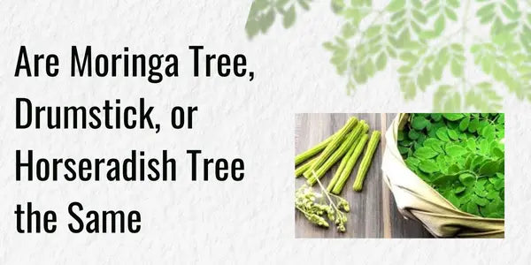 Are Moringa Tree or Drumstick Tree the same