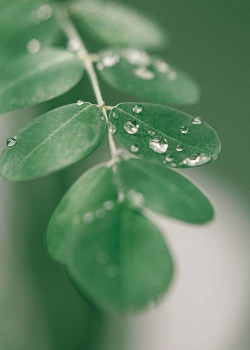 moringa leave