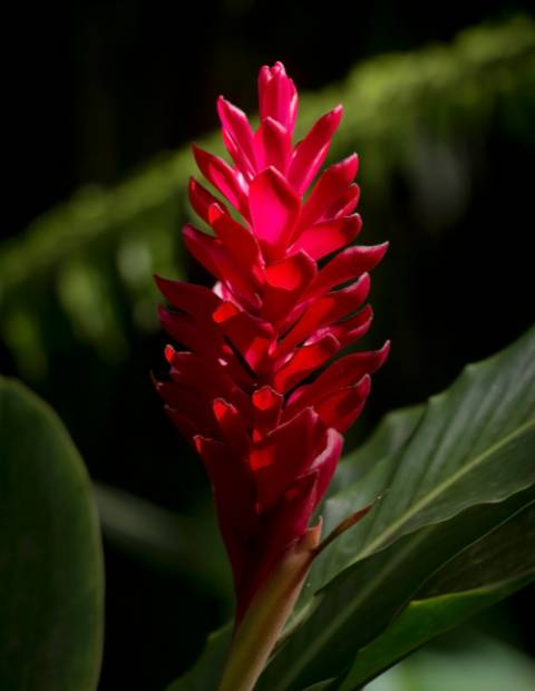 red ginger. plants