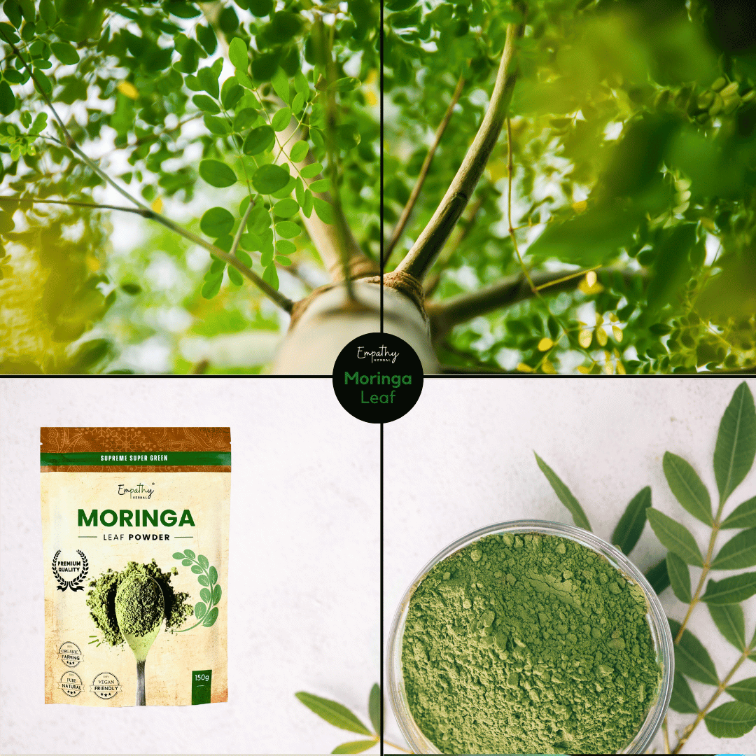 moringa plants + powder