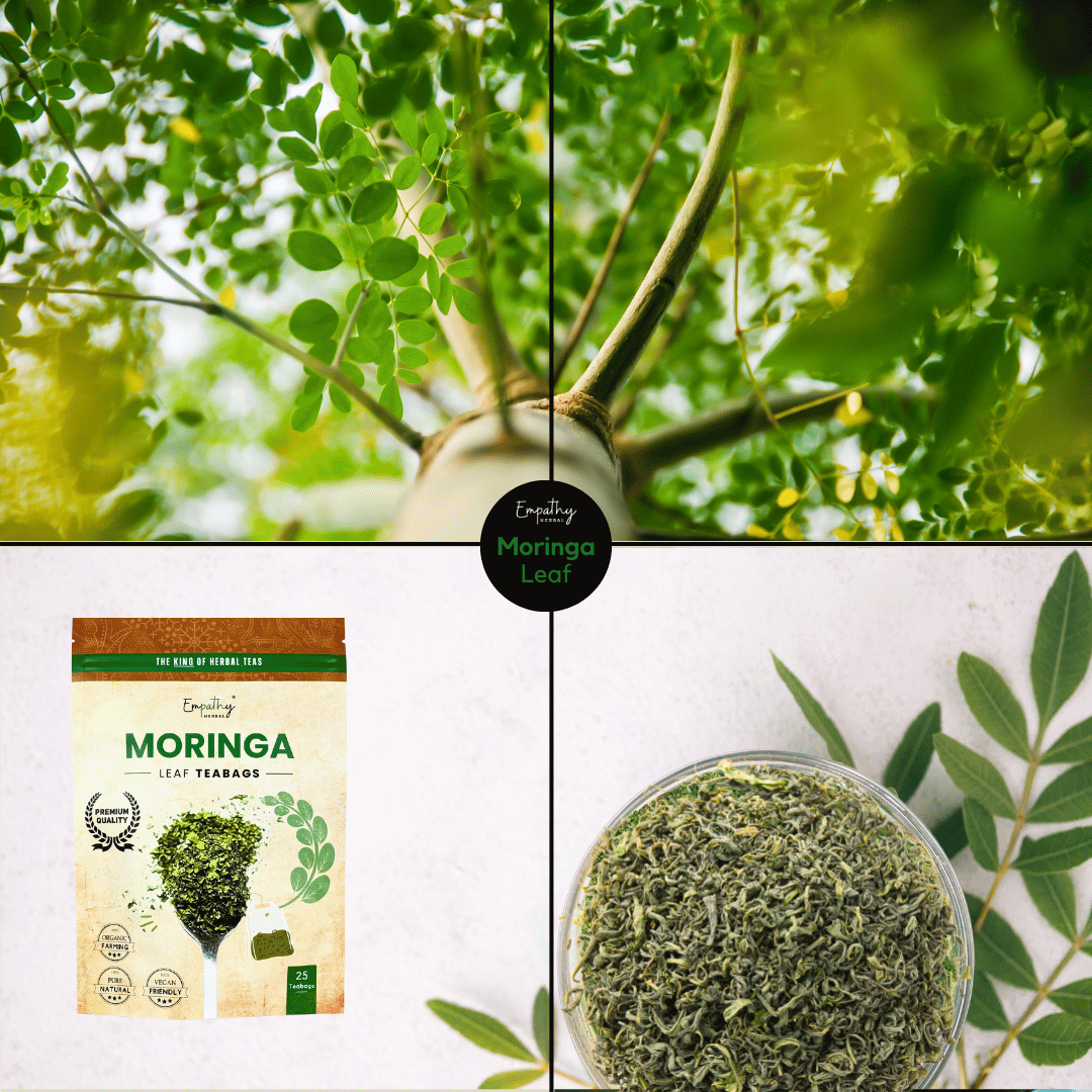 moringa plants + tea