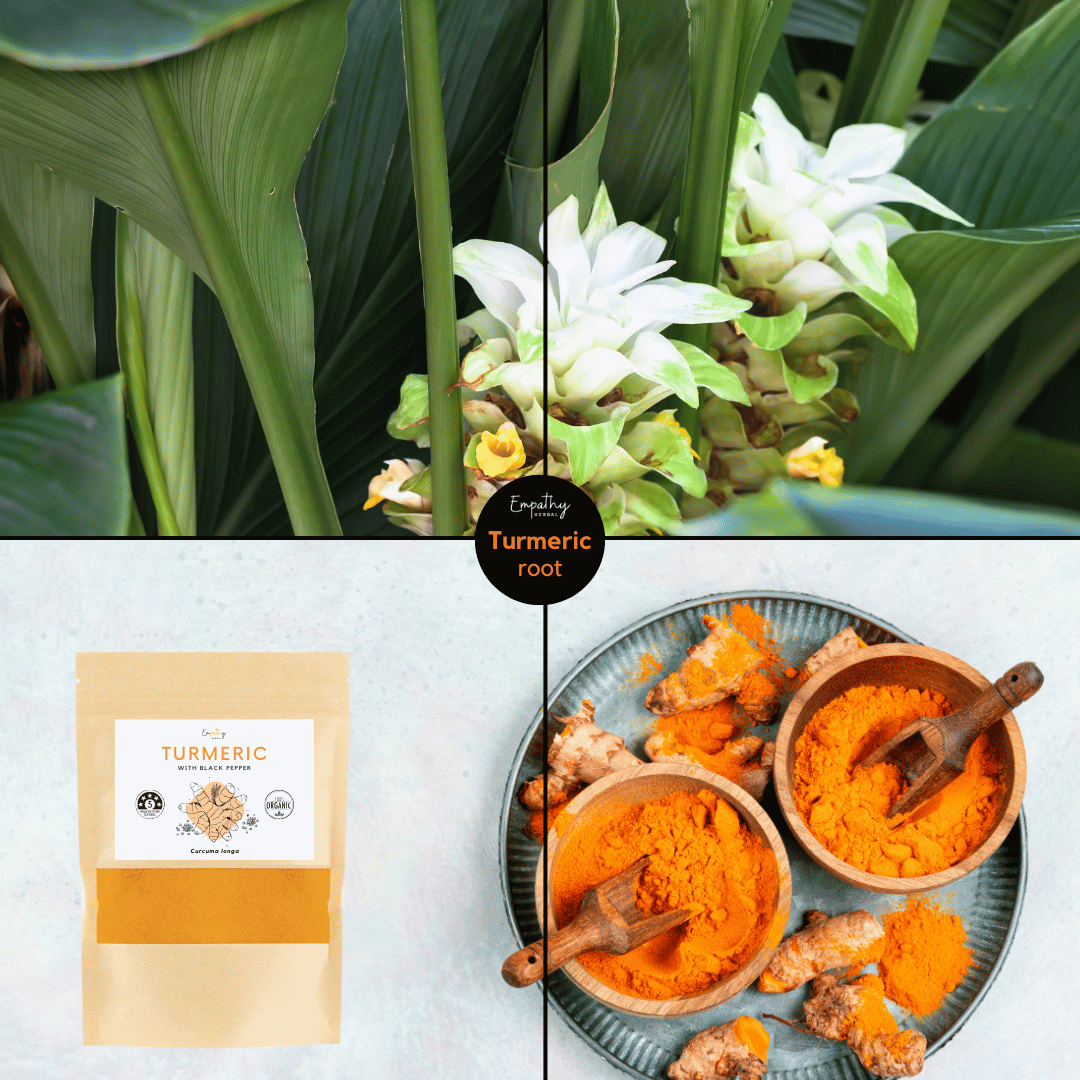 turmeric powder + plants