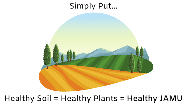 Health Soil + Healthy Plant = Healthy Jamu
