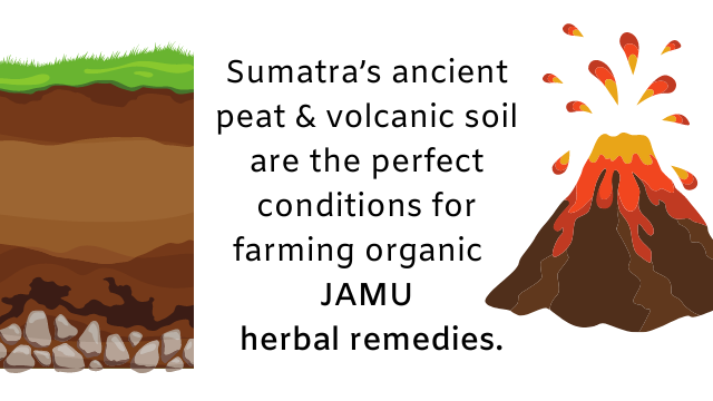 Premium Jamu Needs Perfect Soil & Climate