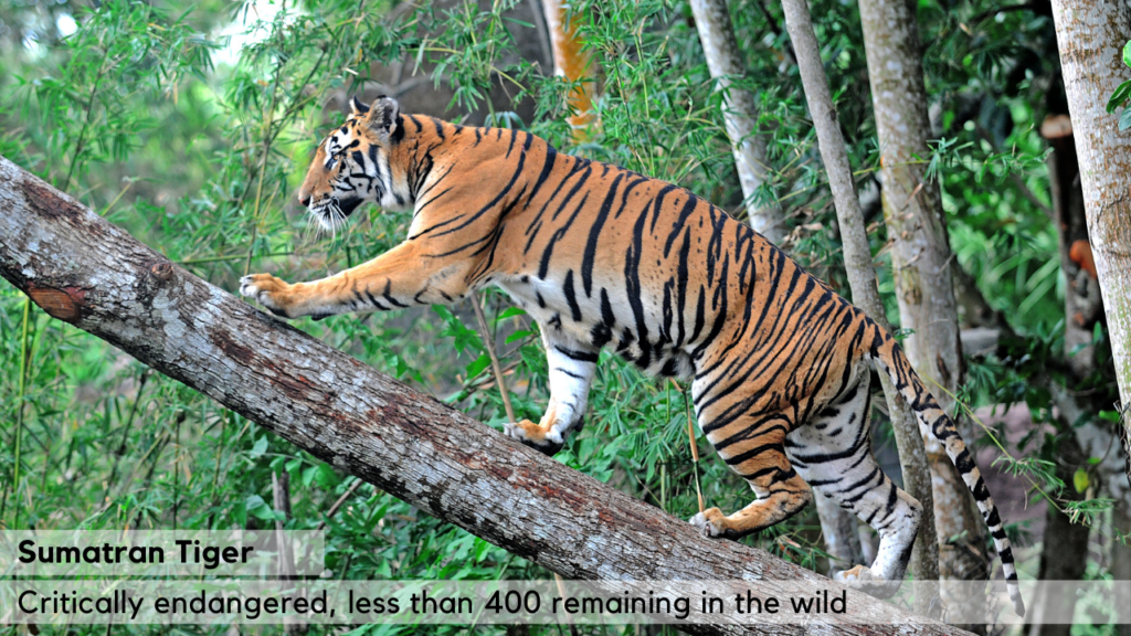Sumatran Tiger - Critically Endangered, because of habitat loss