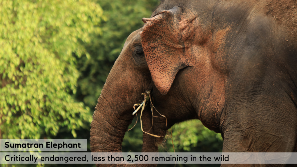 Sumatran Elephant - Critically Endangered, because of habitat