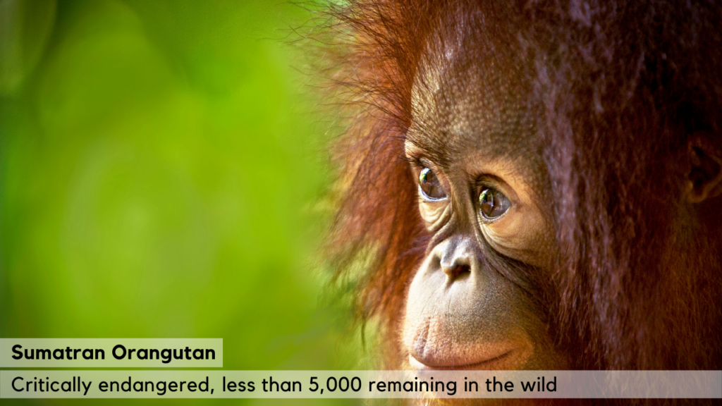 Sumatran Orangutan - Critically Endangered, because of habitat loss