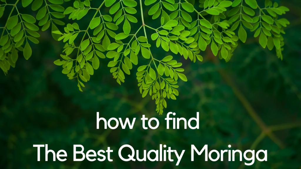 How to find the best quality Moringa