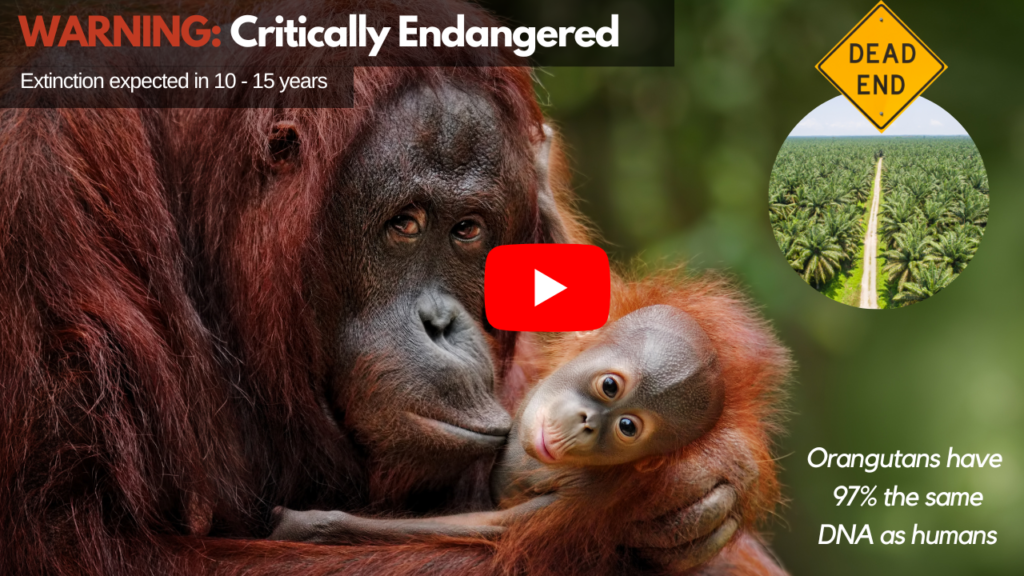 orangutans habitat loss